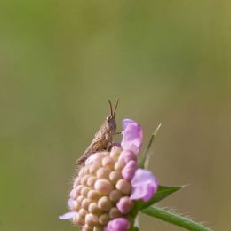 _MG_6903.jpg