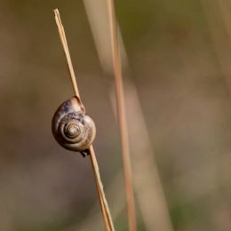 _MG_8564.jpg