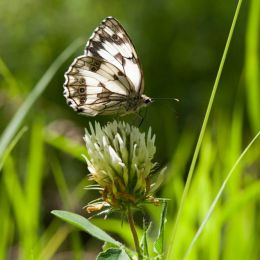 _MG_7510.jpg