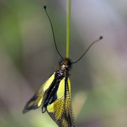_MG_9662.jpg